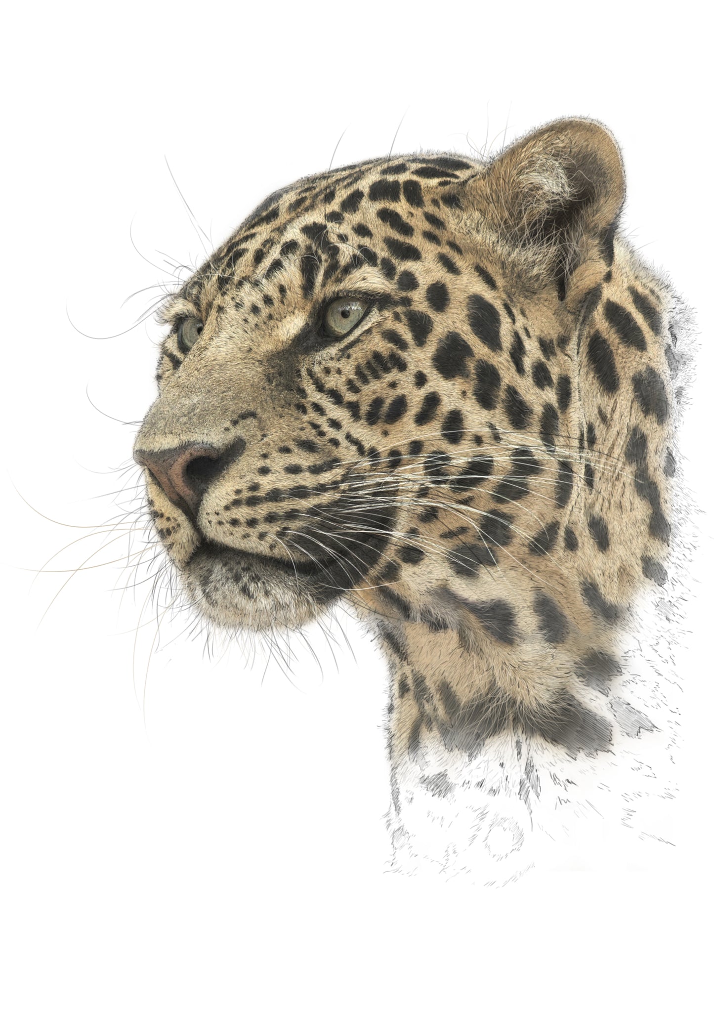African Leopard Print | African Leopard | Leopard Print | Leopard Portrait | Big Cat | Cats