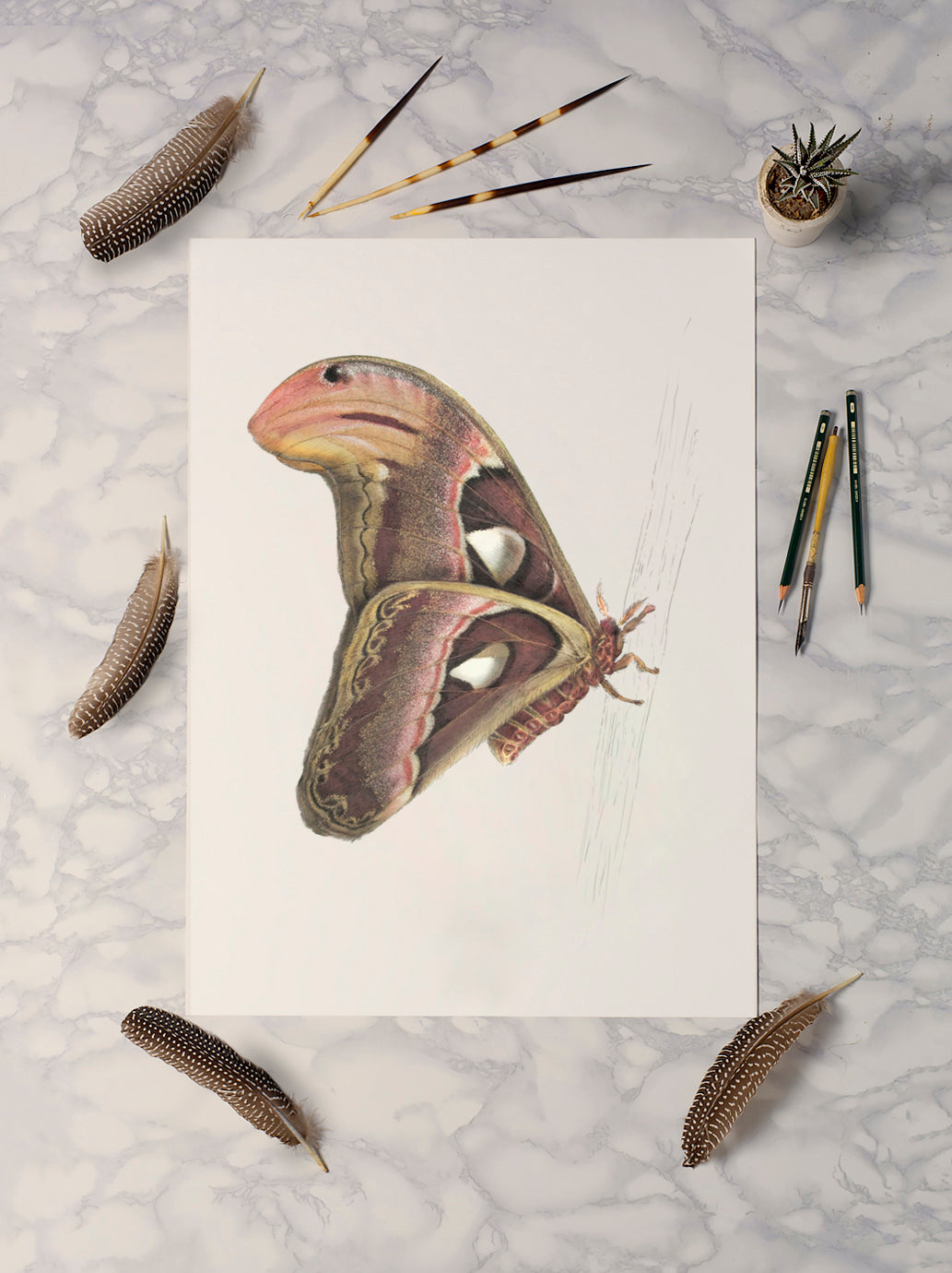 Atlas Moth 2