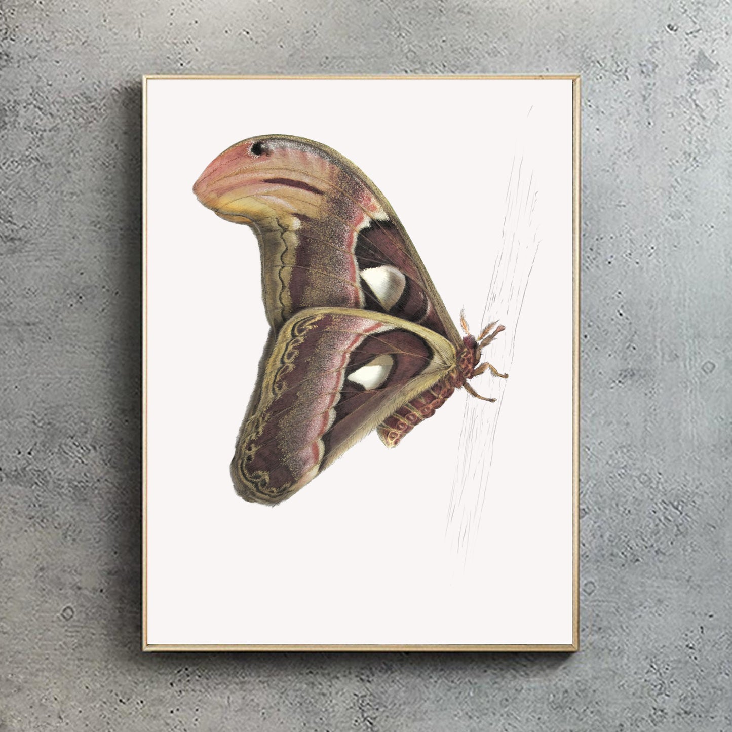 Atlas Moth 2