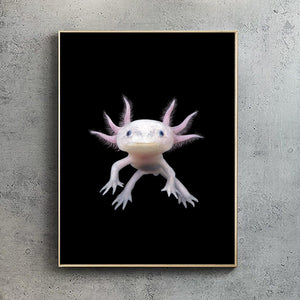 Axolotl