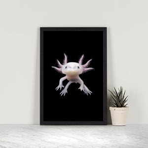 Axolotl