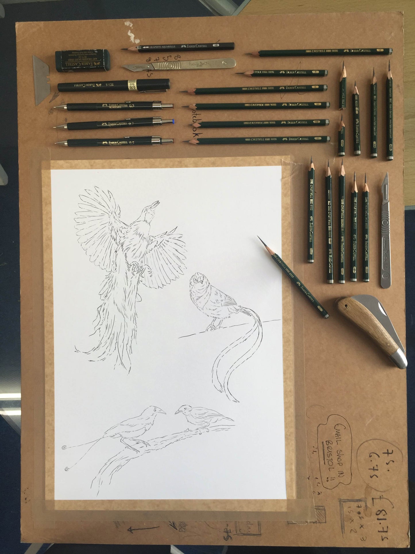 Birds Of Paradise Sketch