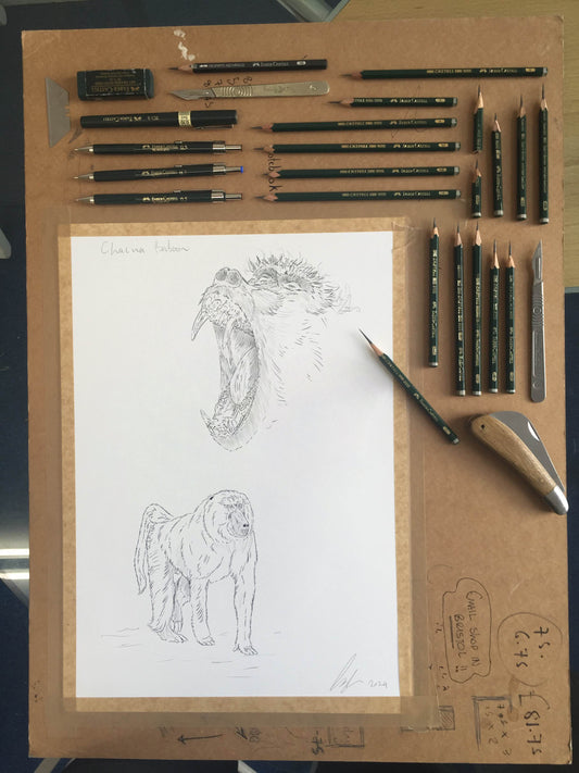 Chacma Baboon Sketch