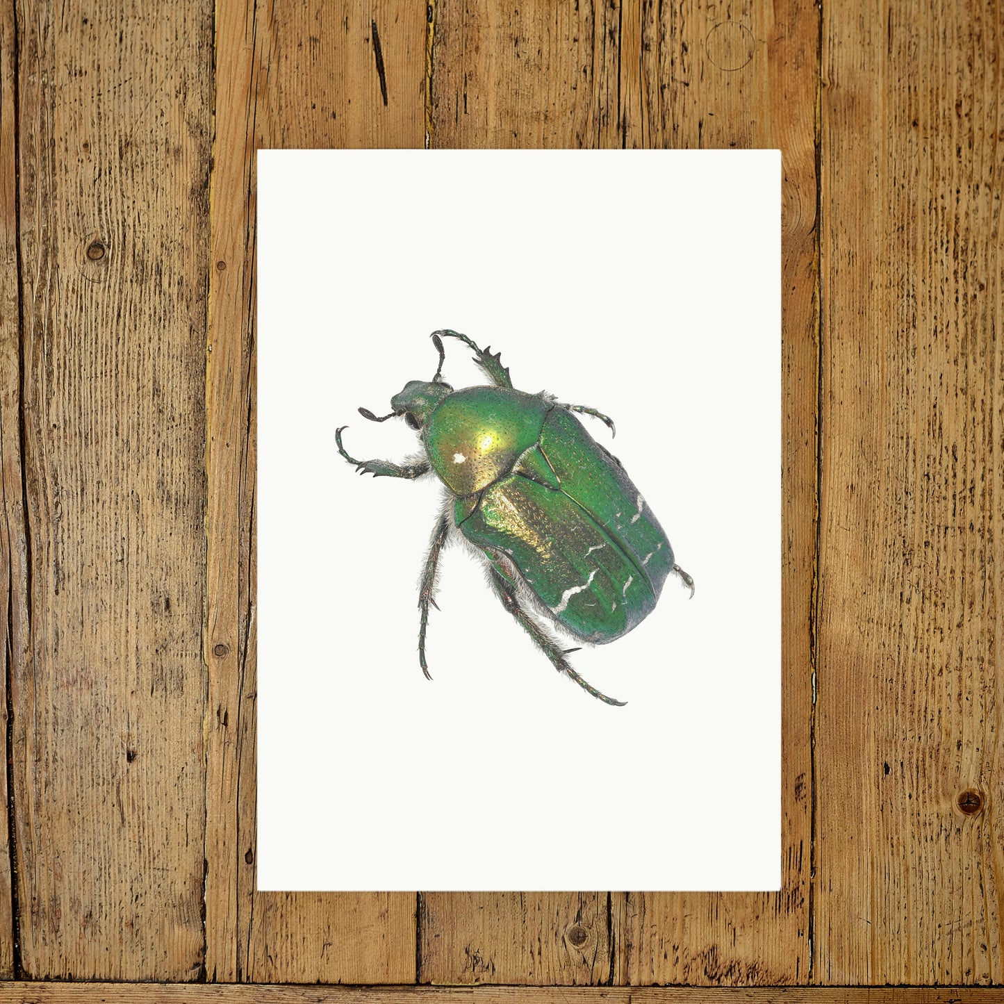 Rose Chafer Beetle Print