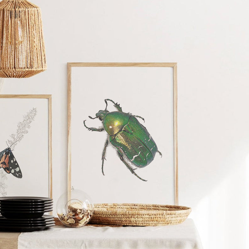 Rose Chafer Beetle Print