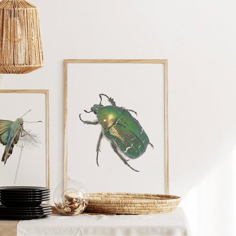 Rose Chafer Beetle Print