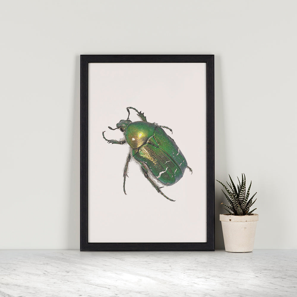 Rose Chafer Beetle Print