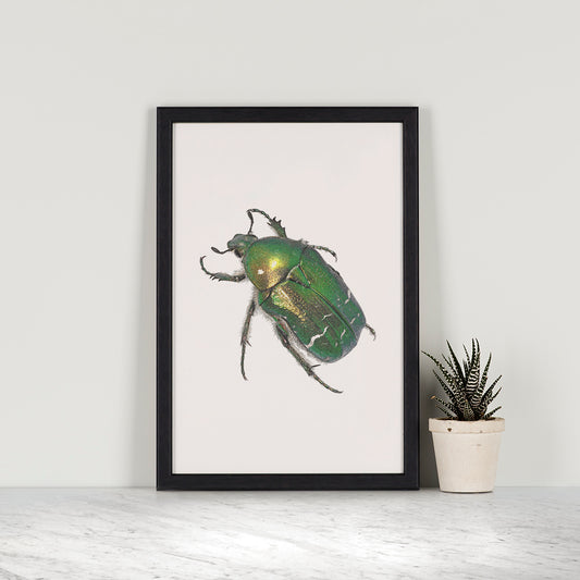 Rose Chafer Beetle Print