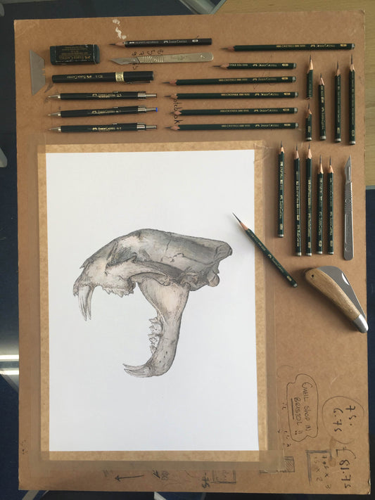 Clouded Leopard Skull study - Original Illustration