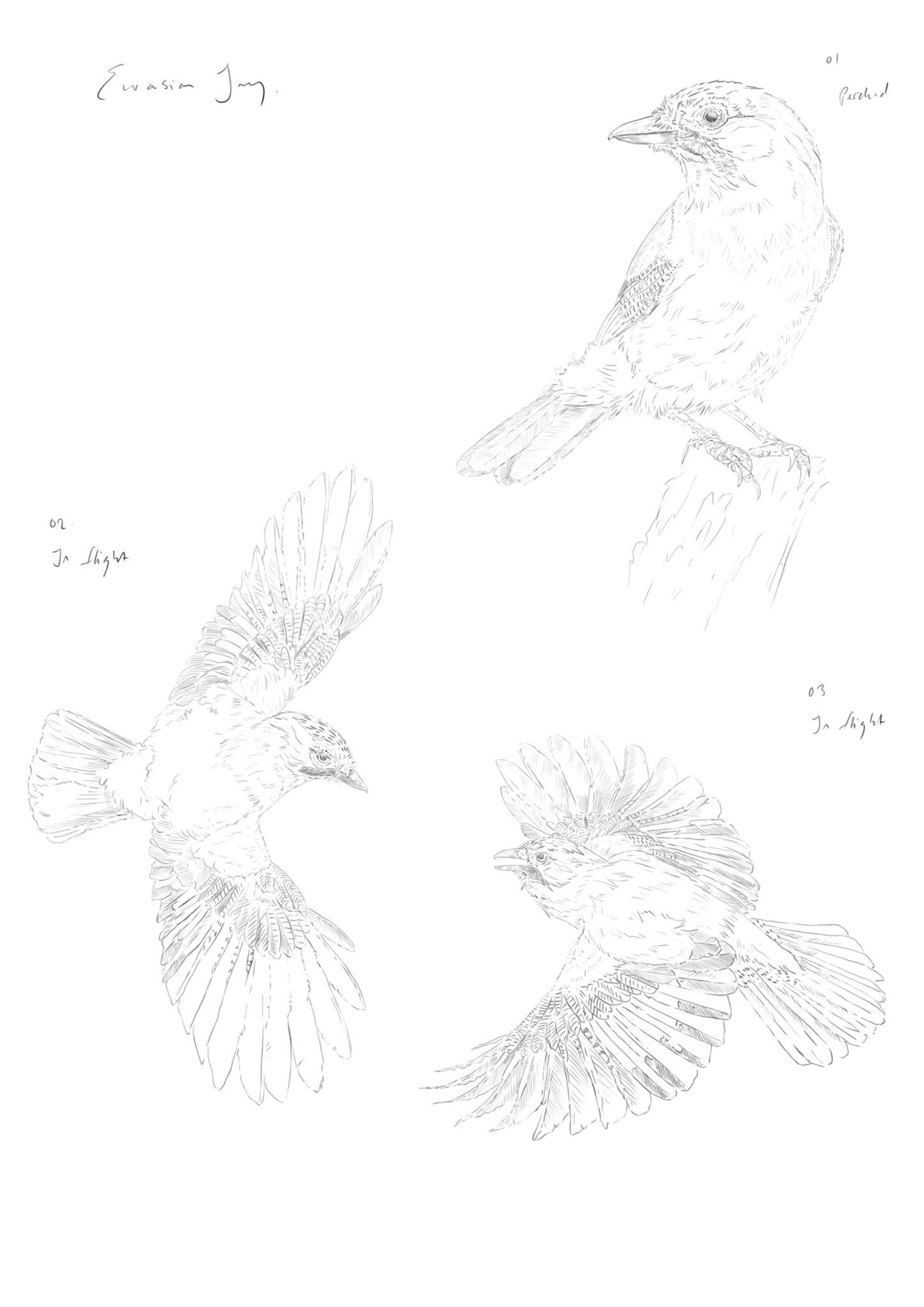 Eurasian Jay Print | Eurasian Jay Flying | Jay Print | Corvids