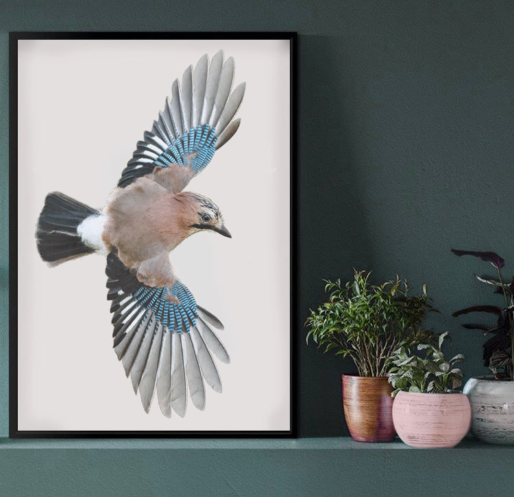 Eurasian Jay Print | Eurasian Jay Flying | Jay Print | Corvids