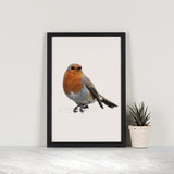 European Robin