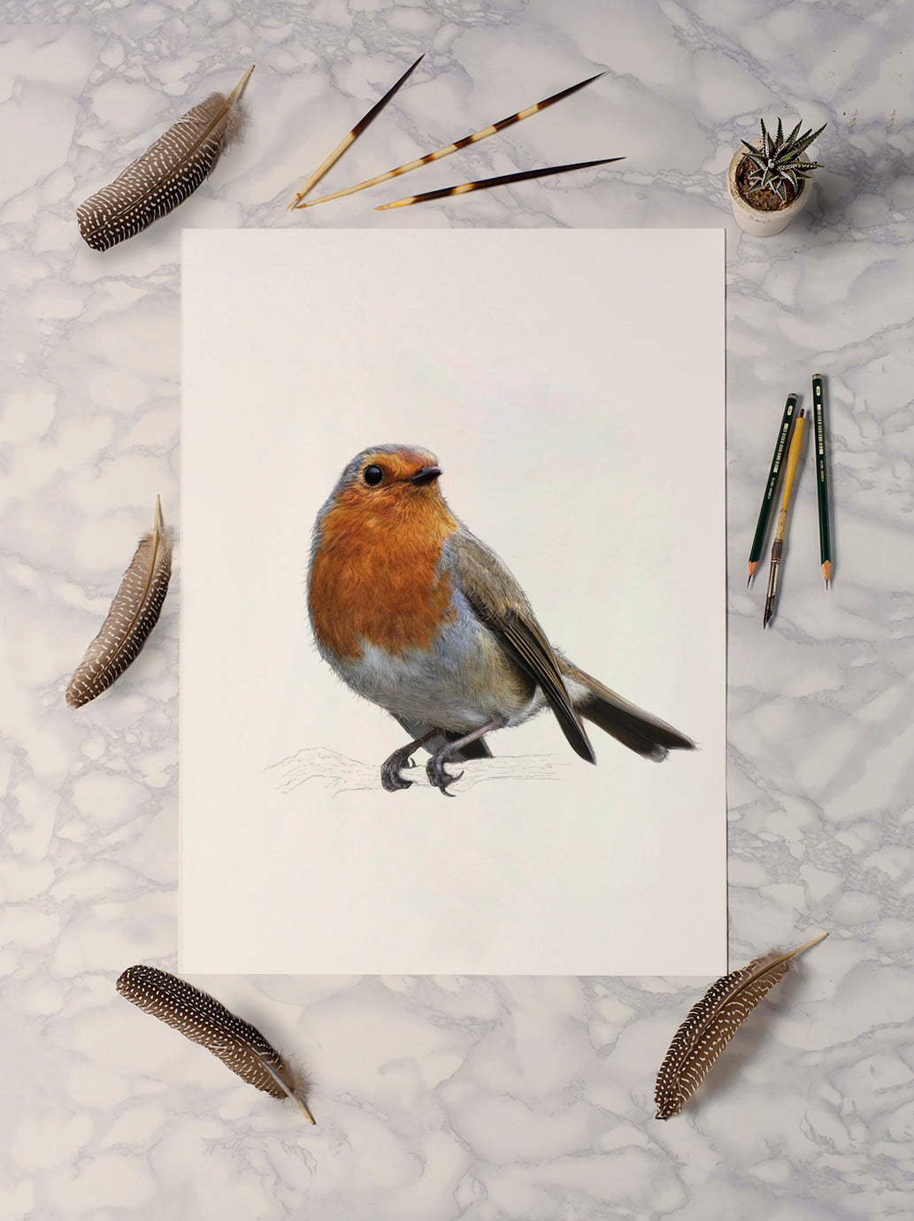 European Robin