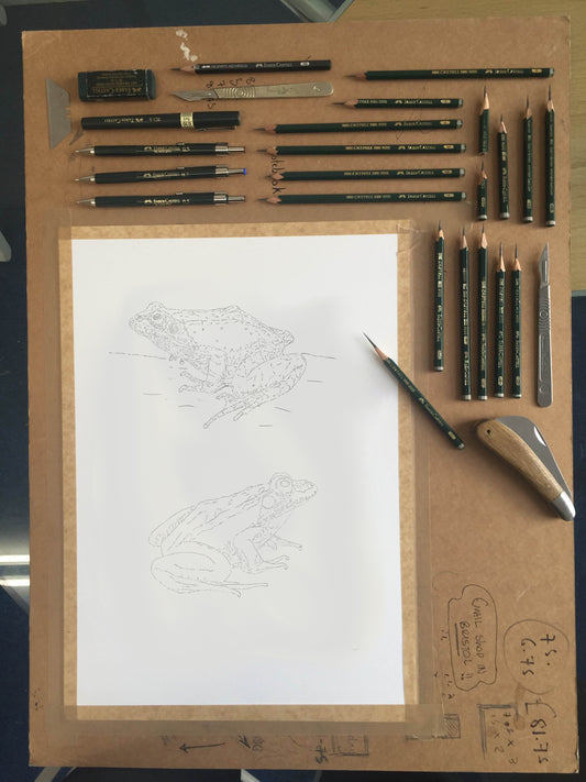 Frogs Sketch (Pre-order)