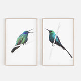 Malachite Sunbird & Sparking Violetear Hummingbird Set