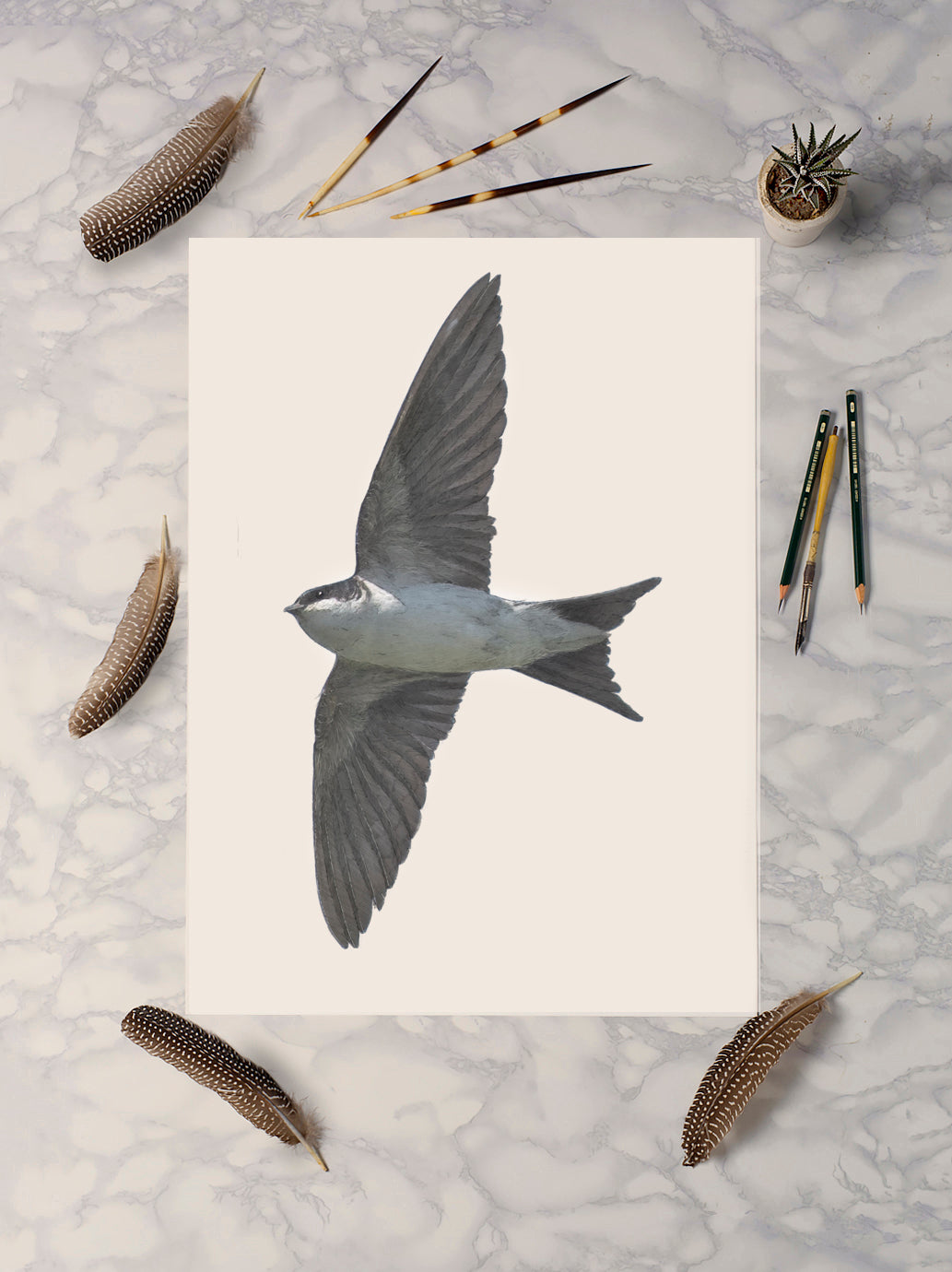 House Martin Portrait Print | British bird print | Songbird print