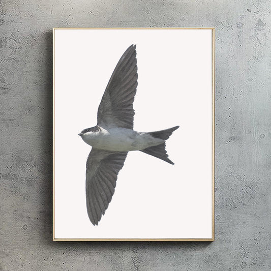 House Martin Portrait Print | British bird print | Songbird print