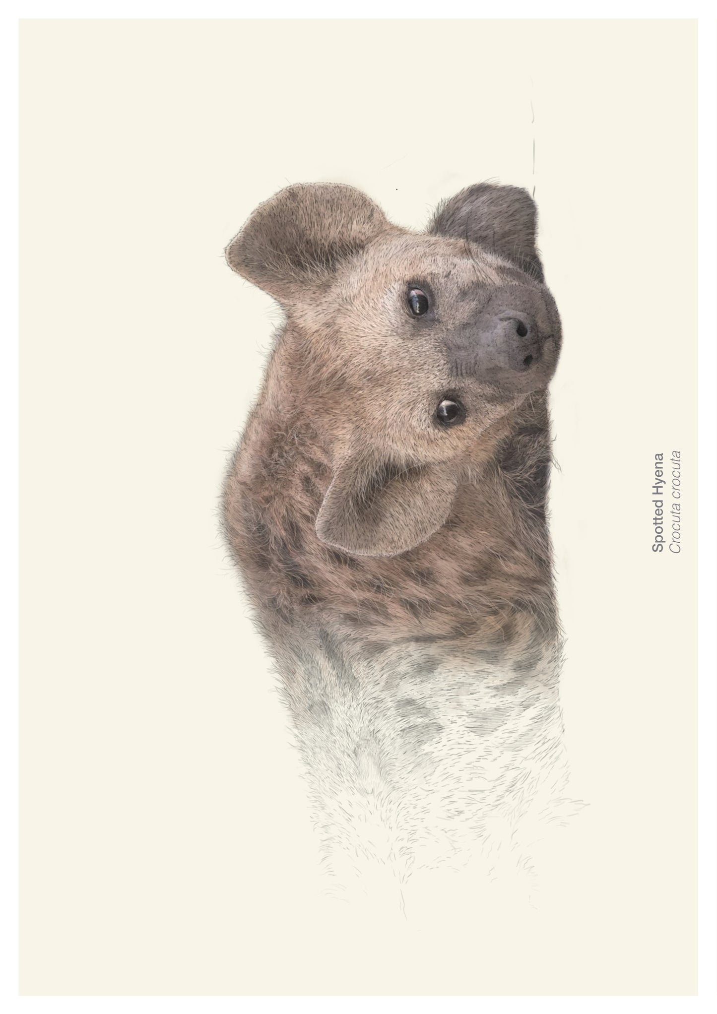 Wild Wonders - NEW BOOK - Preorder.