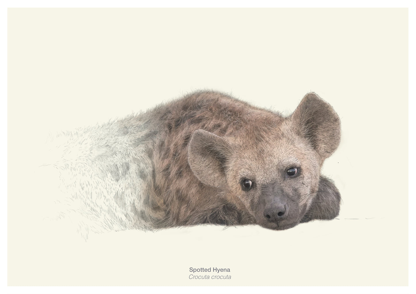 Wild Wonders, Unloved animals, 6 card, postcard set | Postcards | Notecards