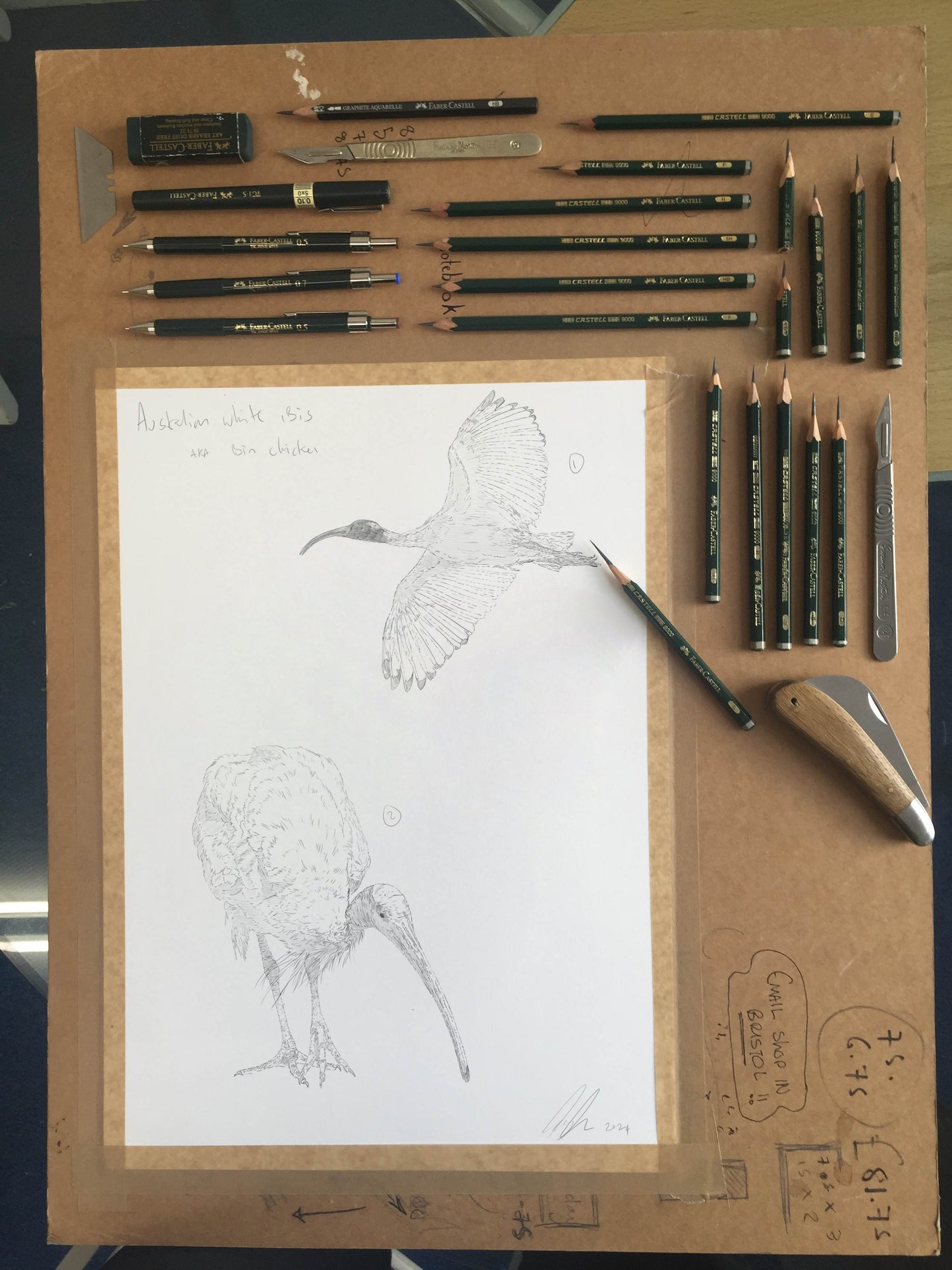 Australian white ibis Sketch