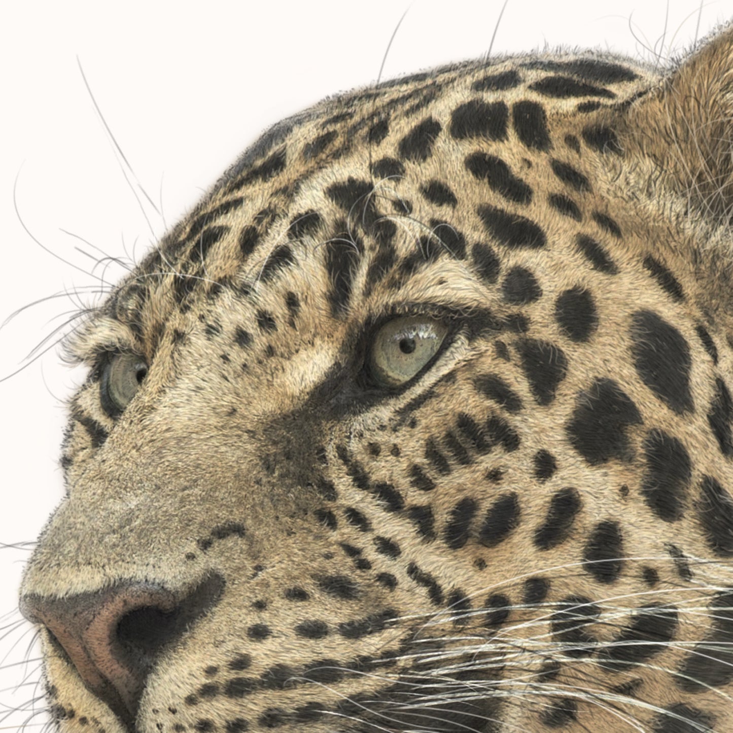 African Leopard Print | African Leopard | Leopard Print | Leopard Portrait | Big Cat | Cats