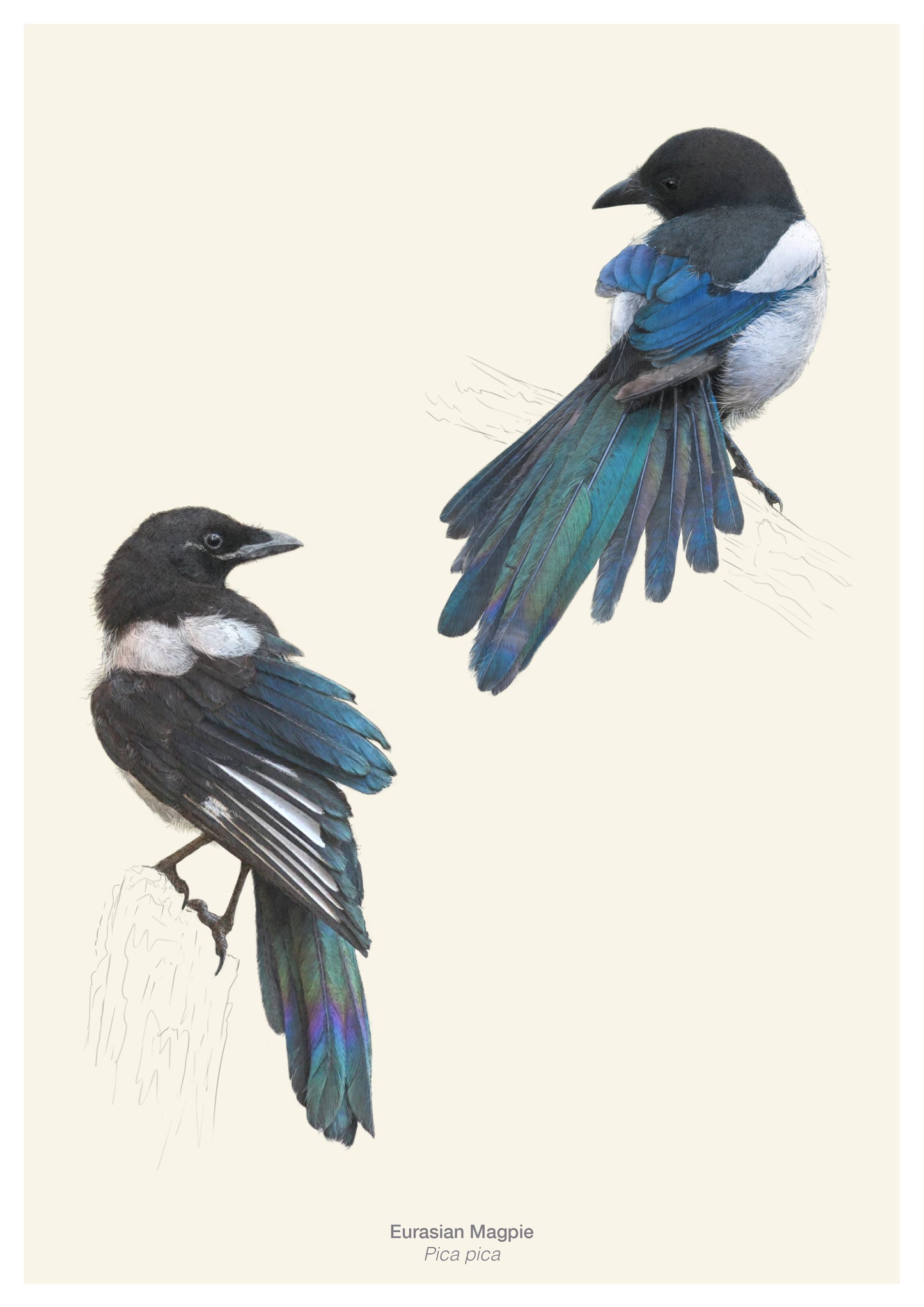 Wild Wonders - NEW BOOK - Preorder.