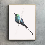 Malachite Sunbird & Sparking Violetear Hummingbird Set