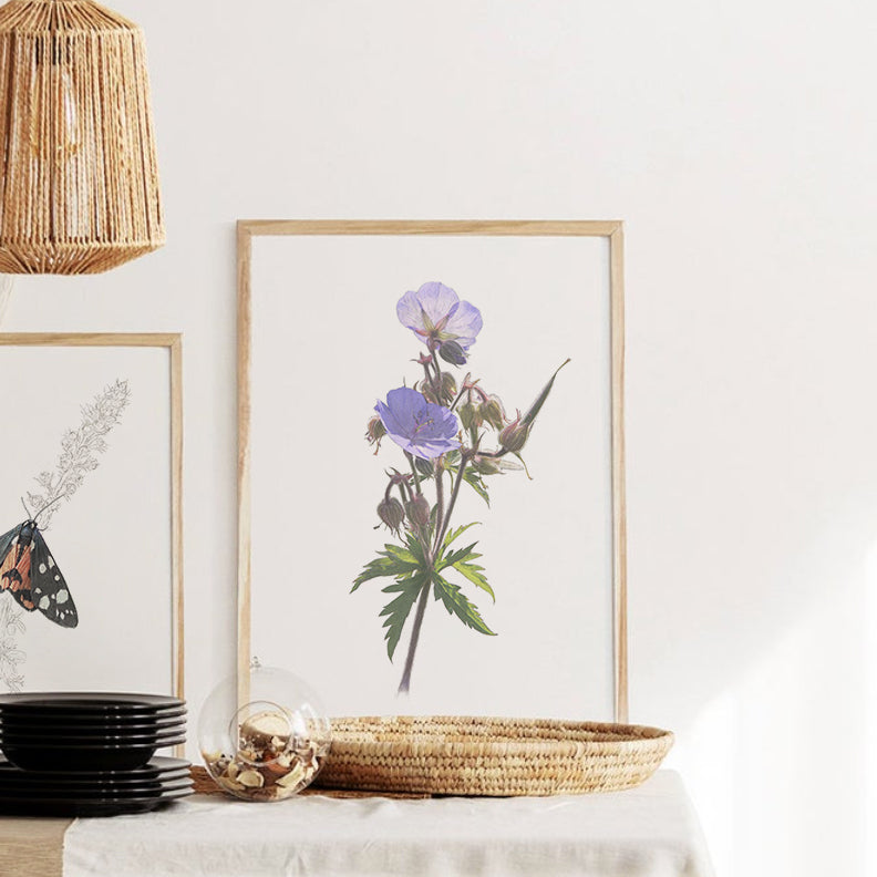 Meadow Crane's-Bill Print | Botanical Art | Botanical Print | Flower