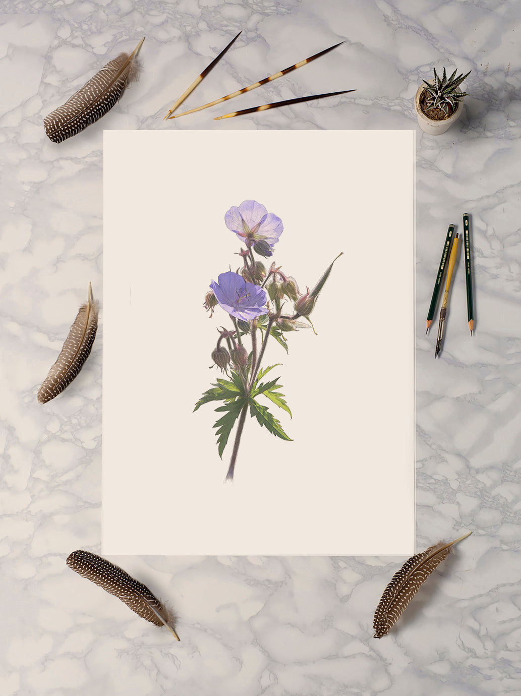 Meadow Crane's-Bill Print | Botanical Art | Botanical Print | Flower