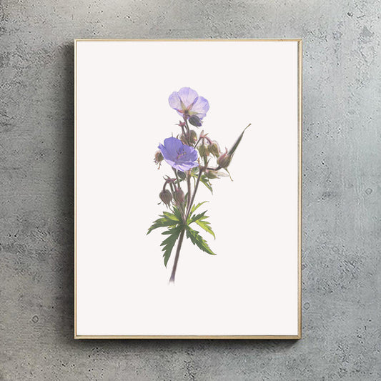 Meadow Crane's-Bill Print | Botanical Art | Botanical Print | Flower