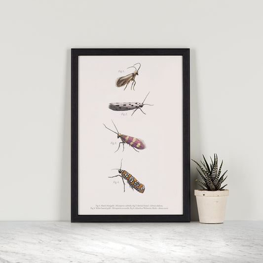 Micro Moths