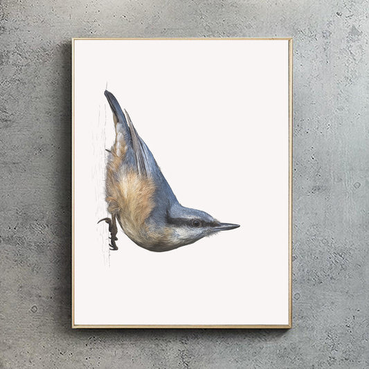 Nuthatch print | British bird print | Songbird print