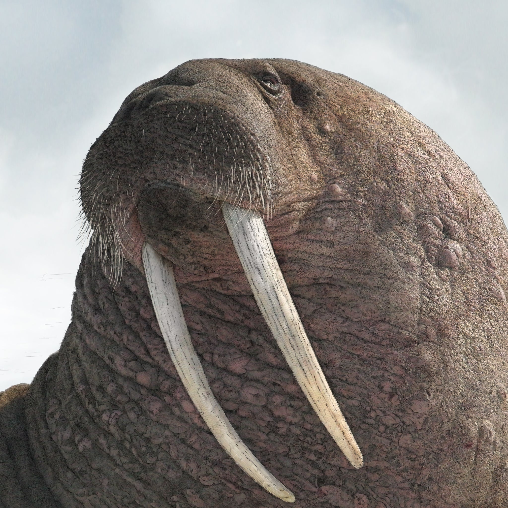 Pacific Walrus - Wildlife Print | Hidden Planet – Ben Rothery