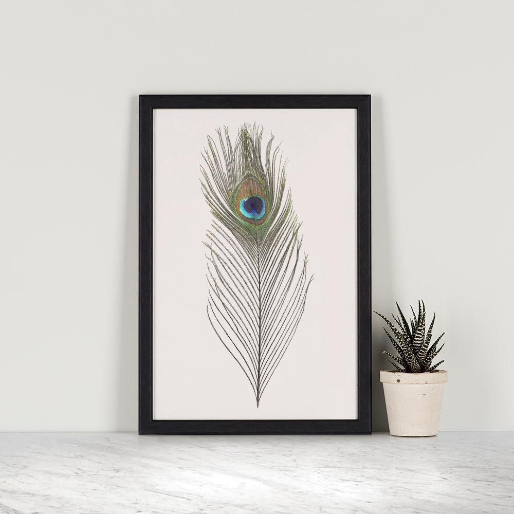 Peacock Feather Mini Print