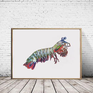 Peacock Mantis Shrimp (Female) landscape