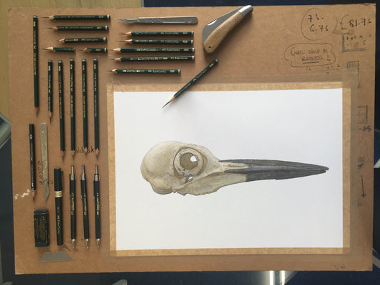 Pileated Woodpecker Skull study - Original Illustration