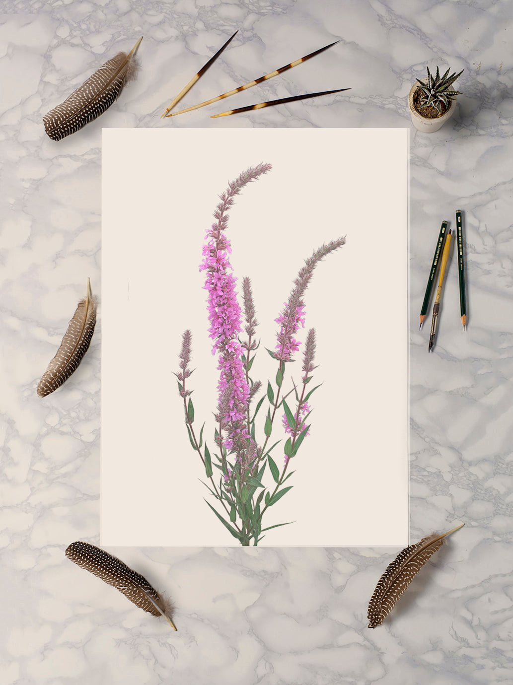 Purple loosestrife Print | Botanical Art | Botanical Print | Wildflower print