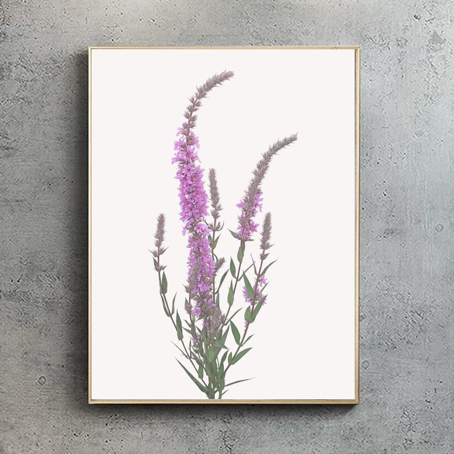 Purple loosestrife Print | Botanical Art | Botanical Print | Wildflower print