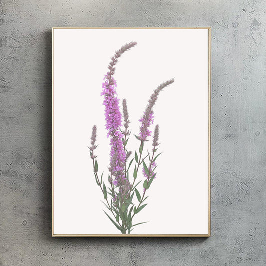 Purple loosestrife Print | Botanical Art | Botanical Print | Wildflower print