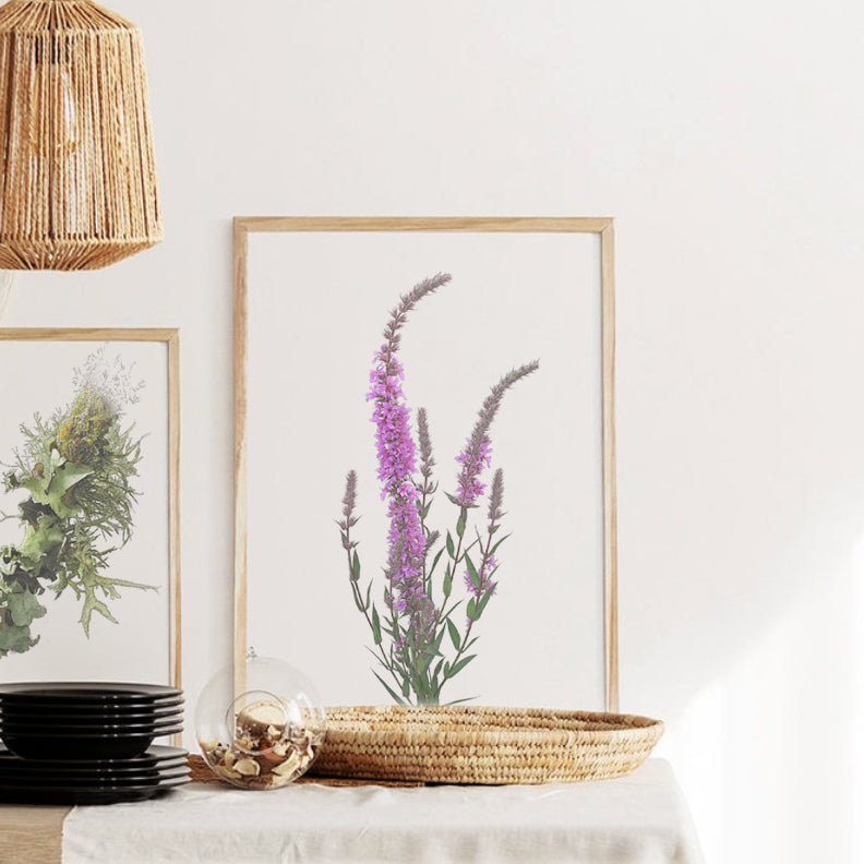 Purple loosestrife Print | Botanical Art | Botanical Print | Wildflower print