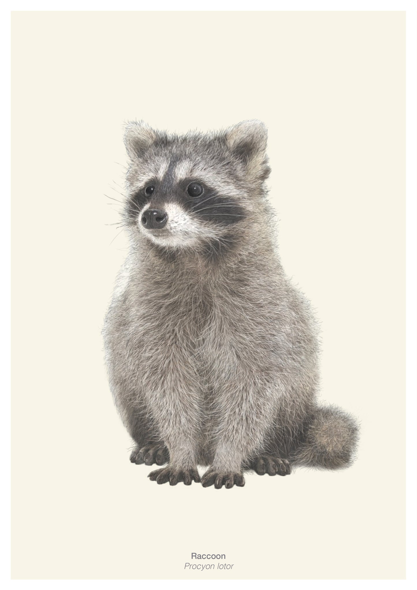 Wild Wonders - NEW BOOK - Preorder.