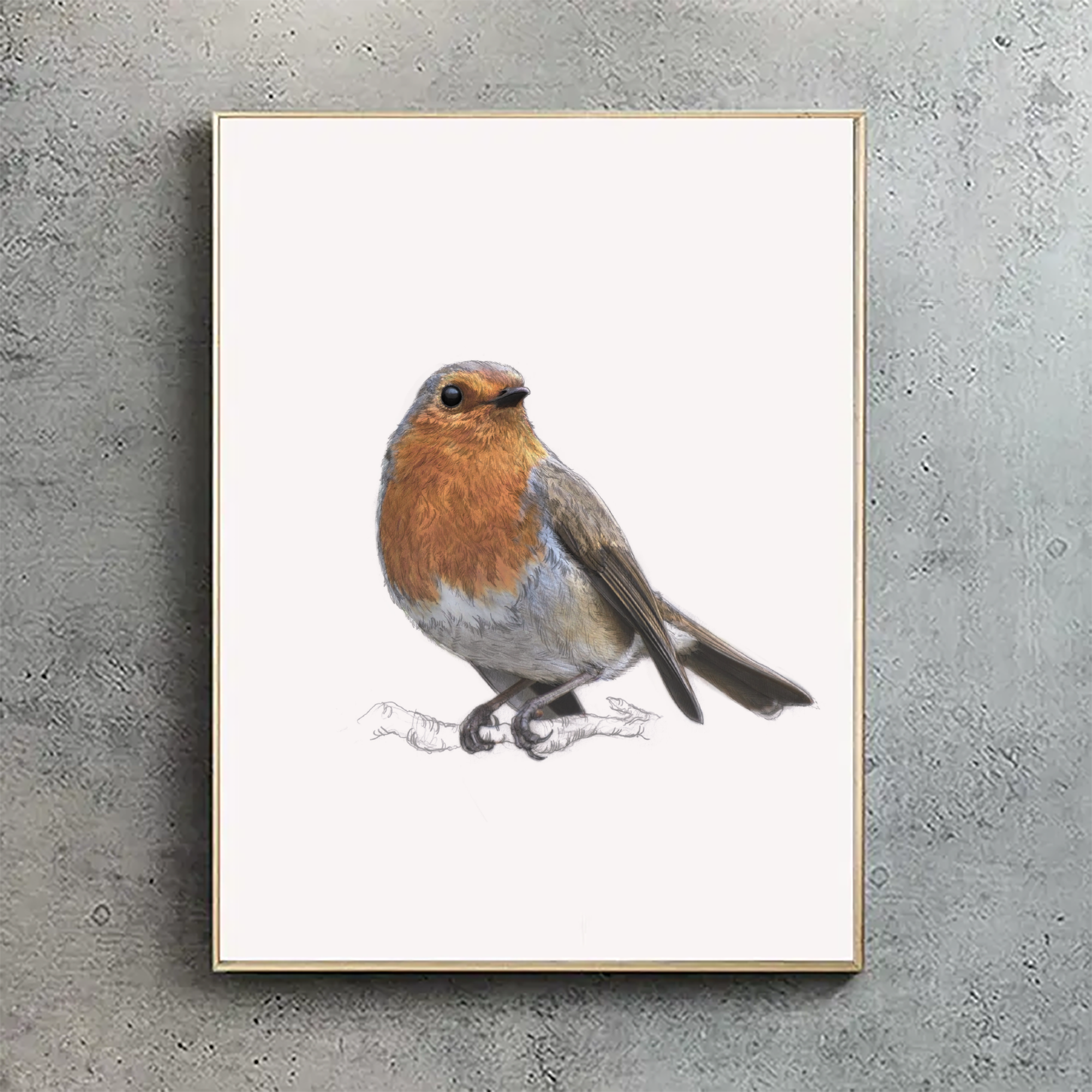 European Robin