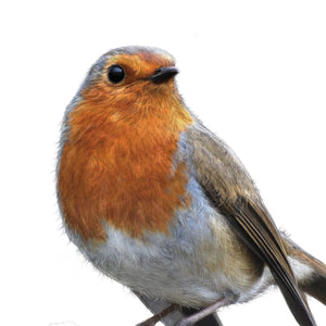 European Robin