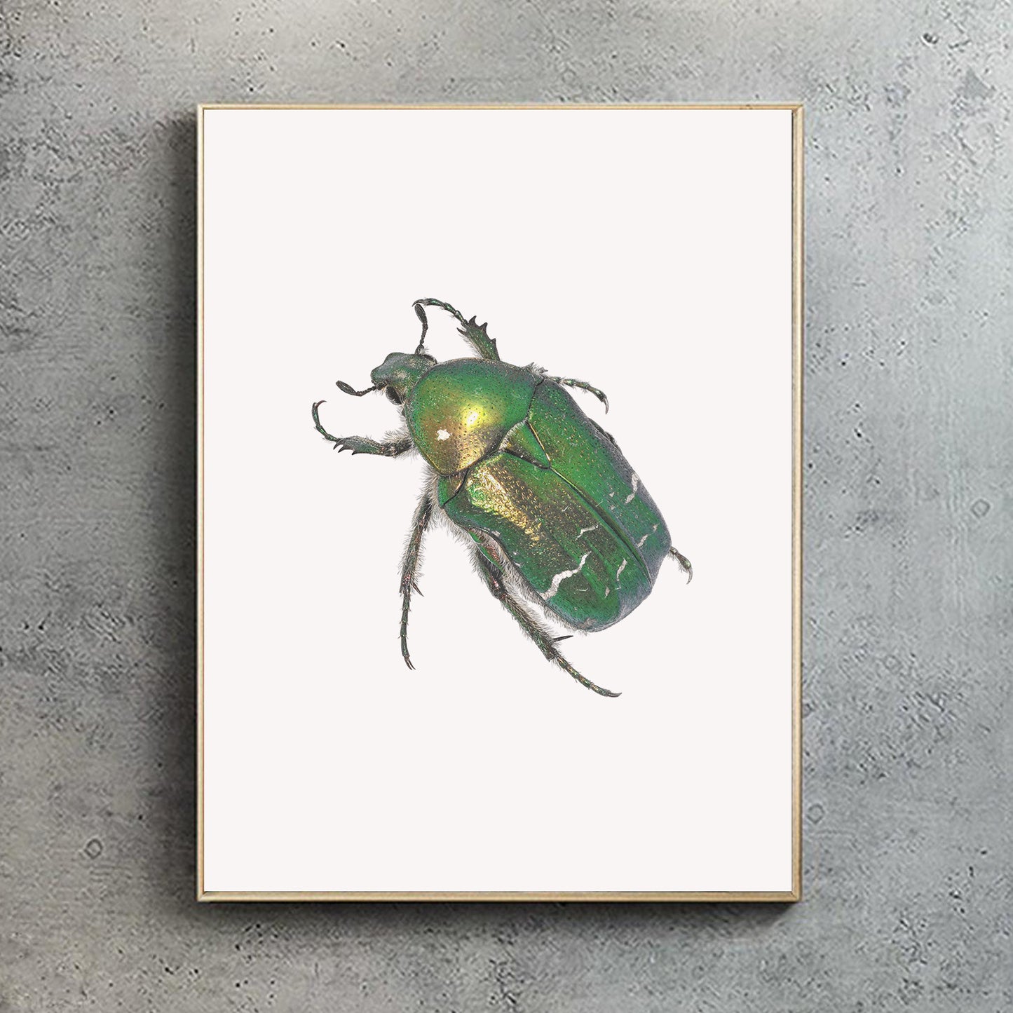 Rose Chafer Beetle Print