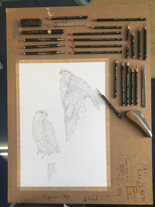Saker Falcon Sketch