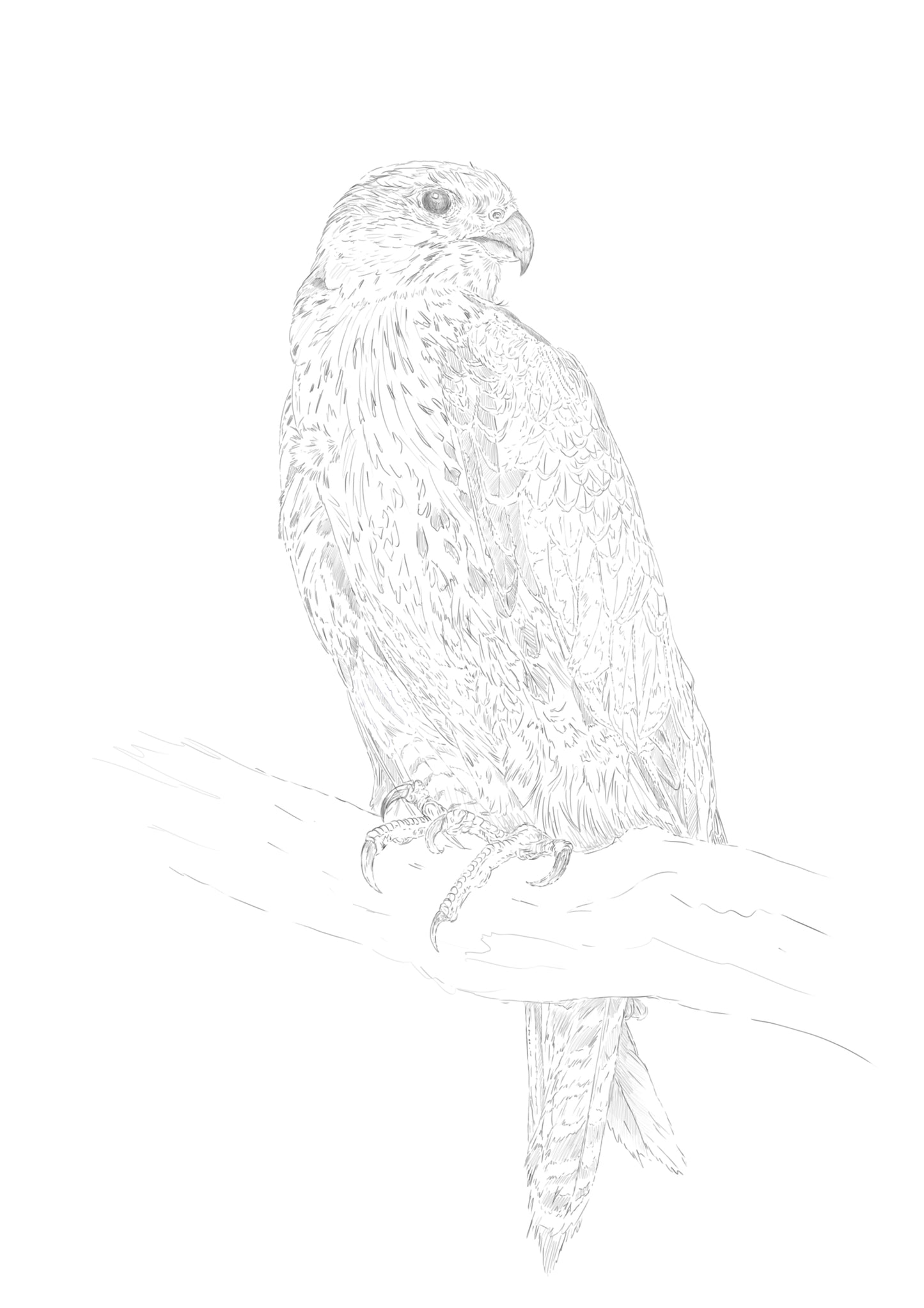 Saker Falcon Sketch