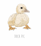 Duck Pic - Greeting Card
