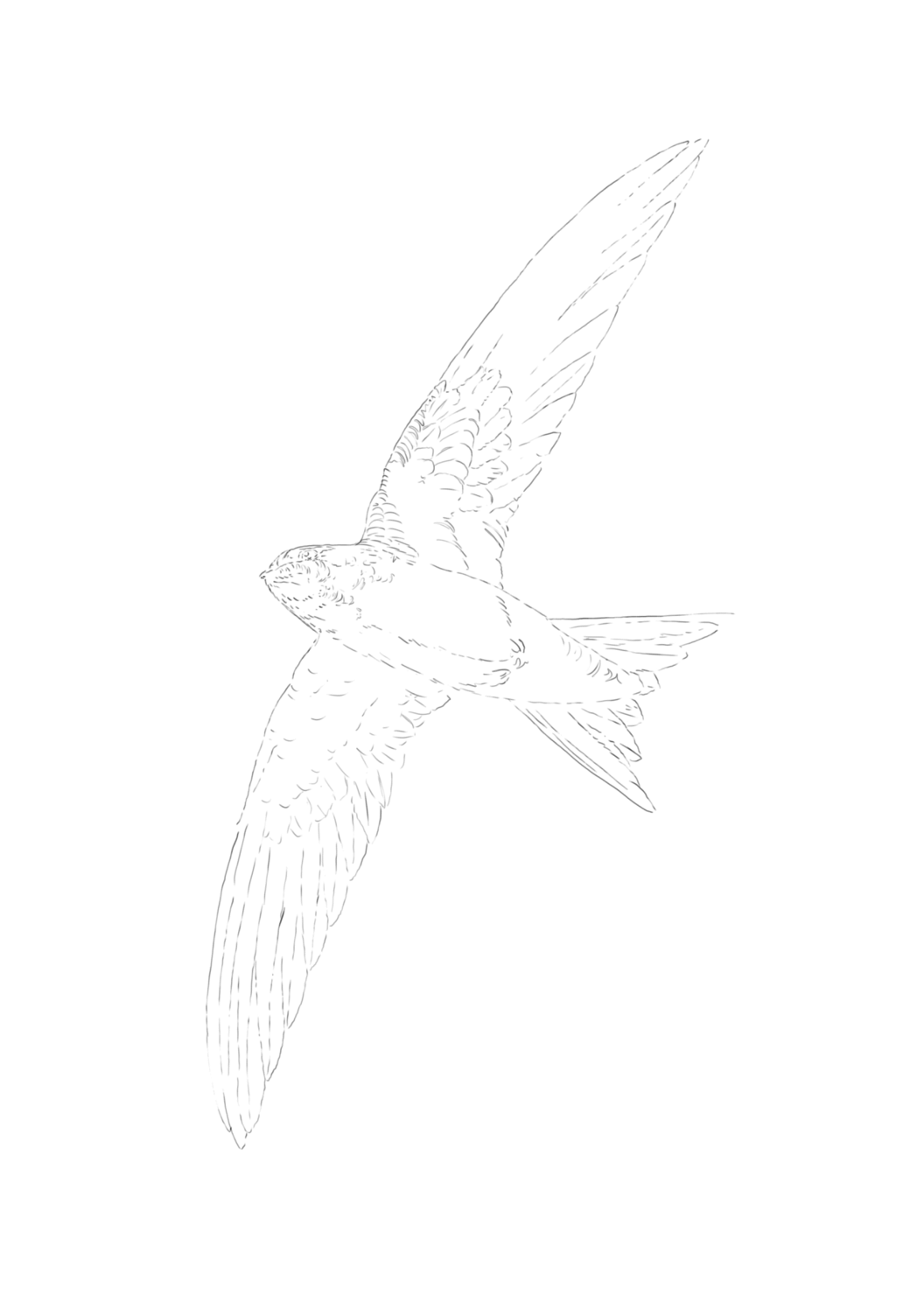 House Martin and Swift sketch