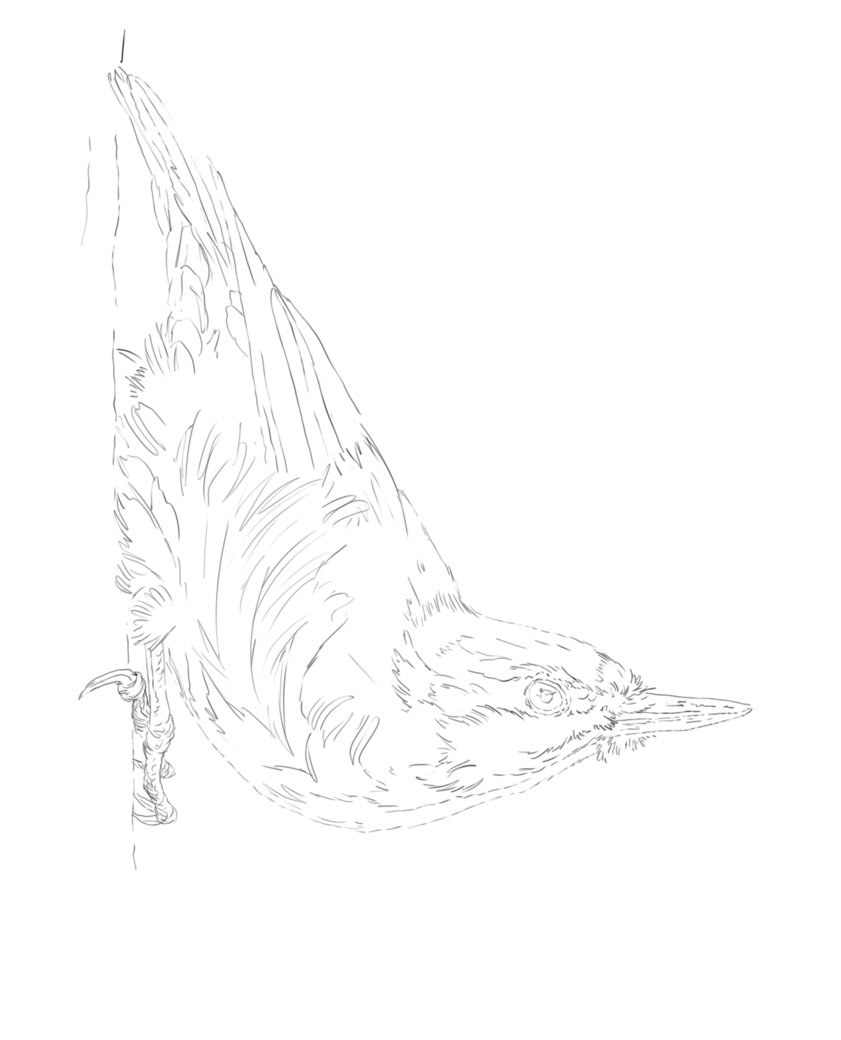 Treecreeper & Nuthatch sketch