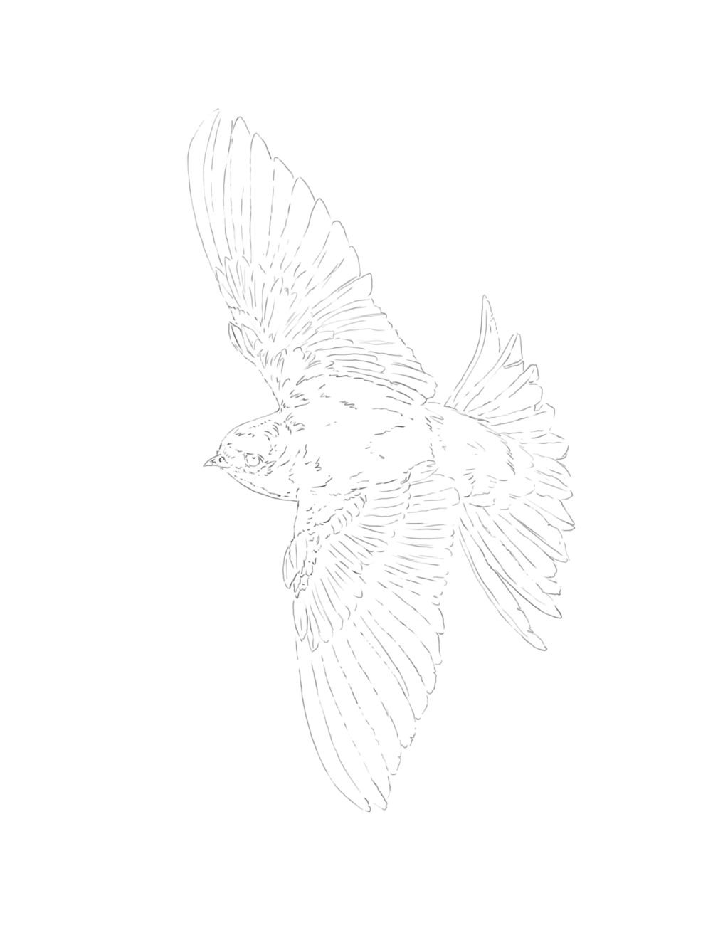 House Martin and Swift sketch